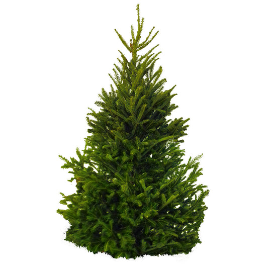 [For Sat 6 Dec 2025] Fresh Cut Christmas Tree